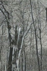 My Next Door Neighbours